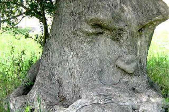 "L'ulivo pensante": �Nessun fotoritocco, quell'albero esiste e va protetto�